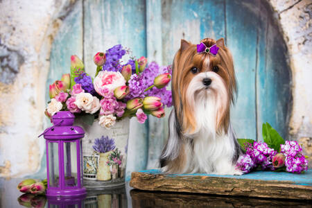 Yorkshire Terrier și un buchet de flori