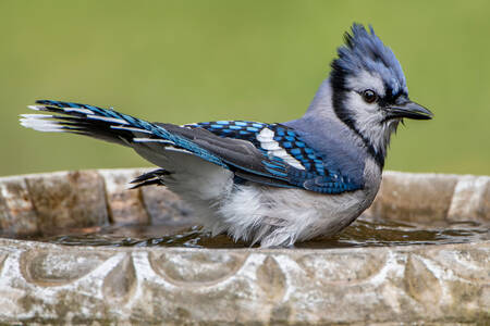 Blue Jay in the Nest