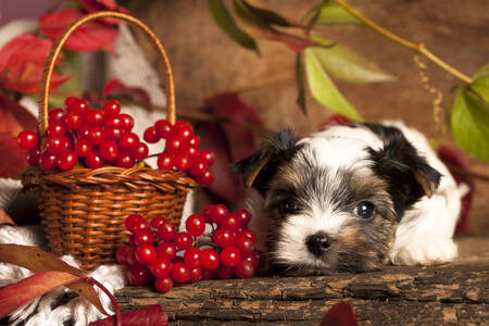 Kleiner Biewer Terrier Welpe