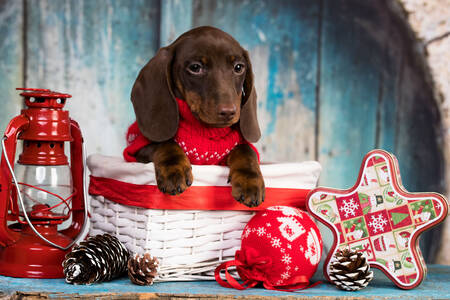 Dachshund puppy in a red sweater