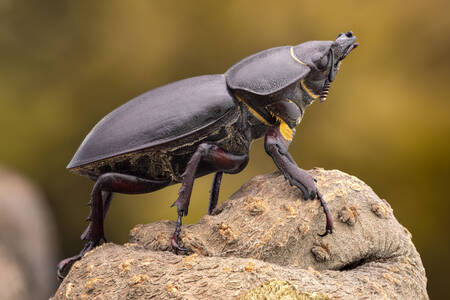 Sarvijäärä oksalla