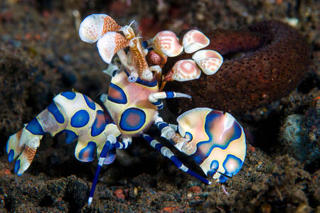 Harlequin shrimp