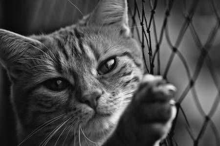 Černobílá fotografie kočky
