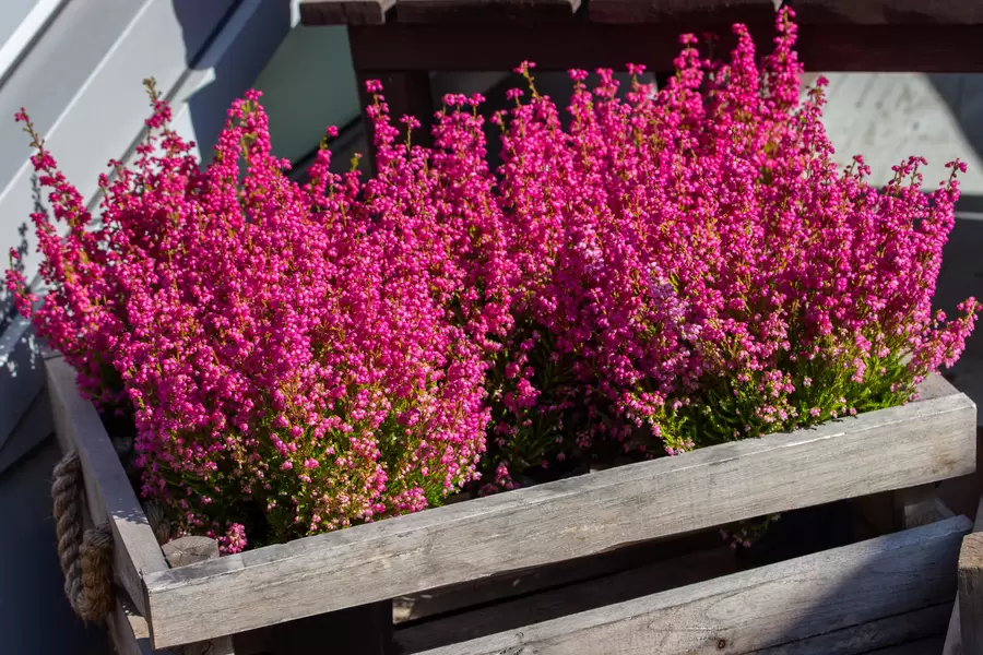 Garden flowers in a wooden box