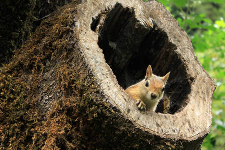 Eichhörnchen in einem alten Baumstumpf