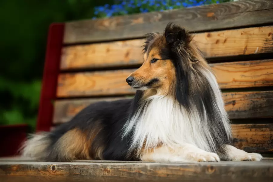 Collie