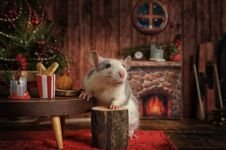 Mały szczur w przytulnym domu