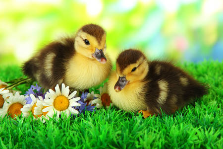 Ducklings on green grass