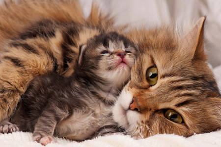 Kedi ve yavru kedi