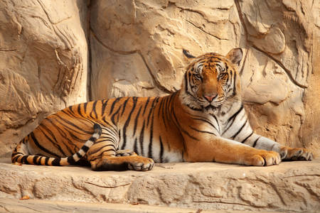 Tigre sulla roccia