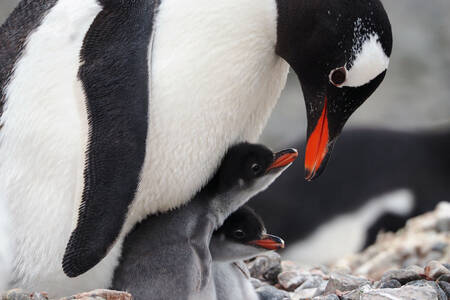 Pingouin avec des poussins