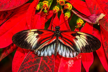 Метелик-листоноша