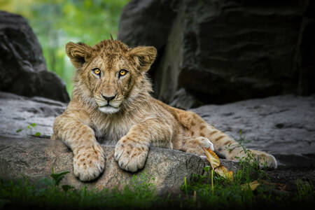 Mladunče lava na kamenu