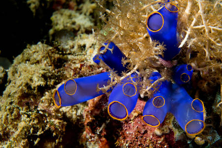 Blauwe koralen op het rif