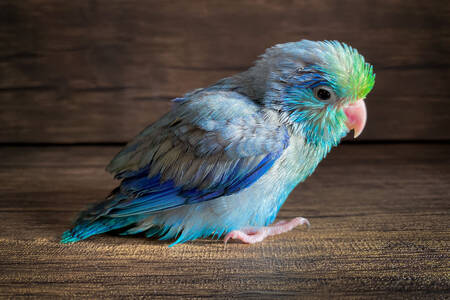 Тихоокеански папагал