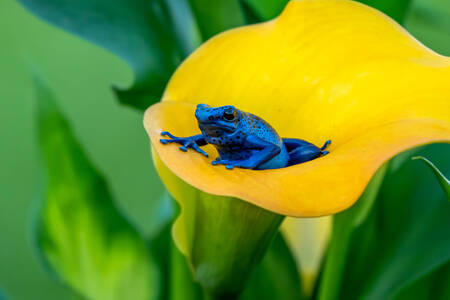 Голубая ядовитая лягушка