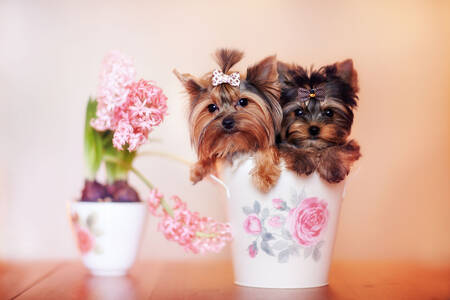Chiots yorkshire terrier dans un pot de fleurs