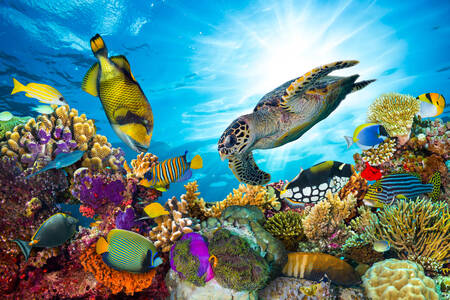 Reef fish and turtle