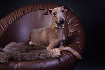 Greyhound in a chair