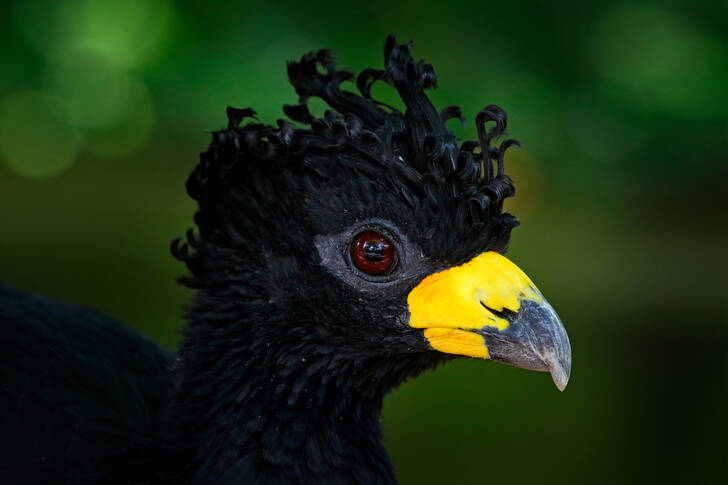 Black curassow