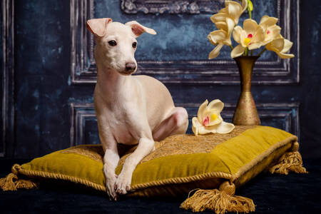 Dog on a yellow pillow