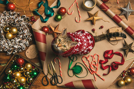 Mačka vo vianočnom svetri