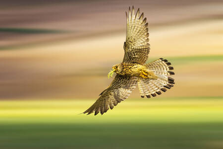 Falcon in the sky