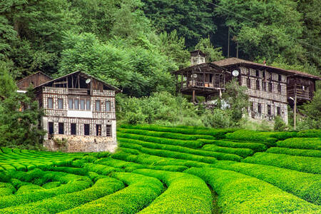 Maisons dans les champs de thé