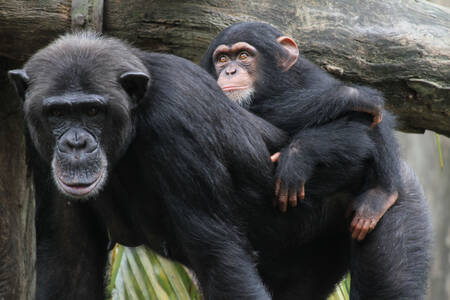 Дитинча з мамою шимпанзе