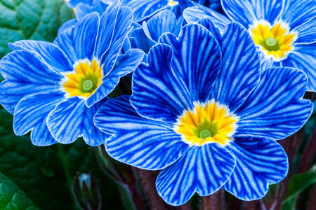 Blue primroses