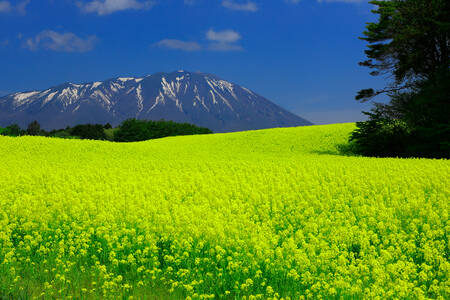 Φύση στο νομό Iwate