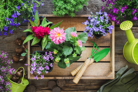 Plántulas de flores de jardín