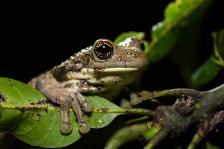 Дървесна жаба в джунглата