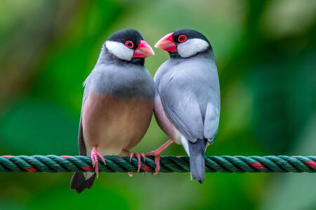 Javánští vrabci