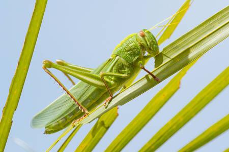 Saltamontes en un tallo