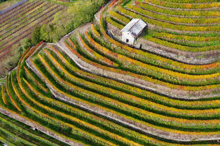 Terasovitá vinice ve Valtellině