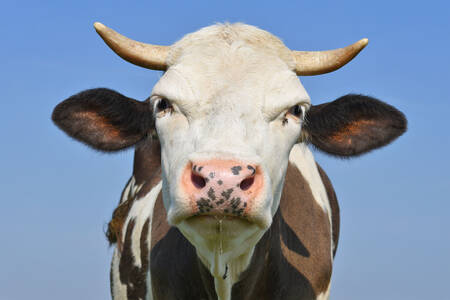 Cow Portrait