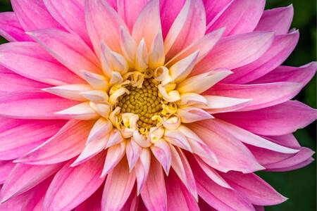 Close-up van een roze dahlia