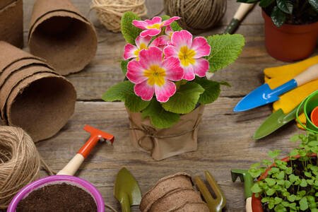 Primrose and garden tools