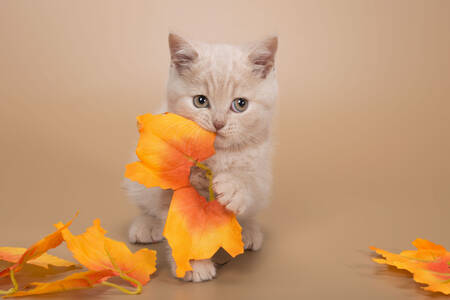 Kitten with leaves