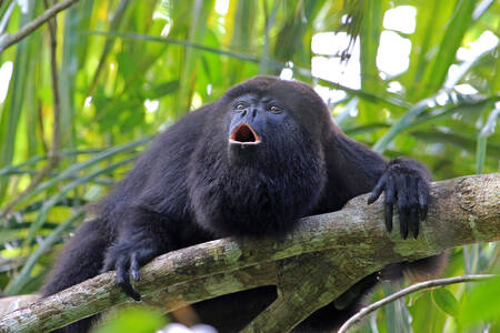 Guatemalan howler monkey