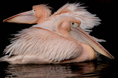 Dois pelicanos cor-de-rosa