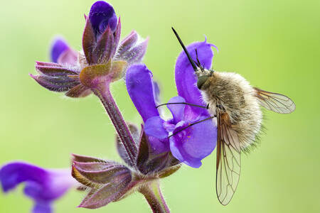 Pluizige vlieg op een bloem