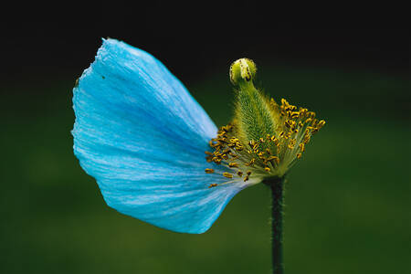 Blue poppy