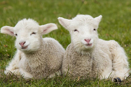 Jahňatá na tráve