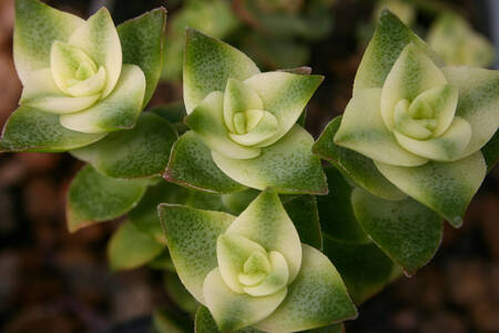 Сукулентна рослина