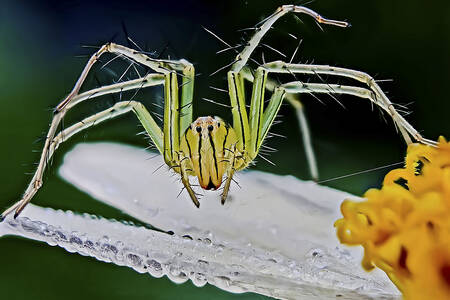 Araignée lynx