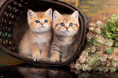 Ginger kittens in a basket