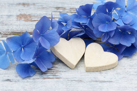 Blue hydrangea and two hearts