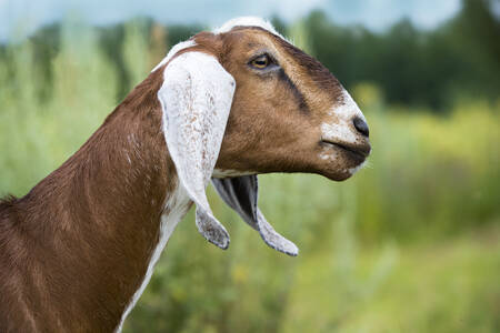 Nubian goat